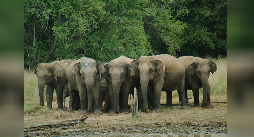වන සතුන්ගේ පහරදීම්වලින් සිදුවන ‘හානිවලට ගෙවන’ වන්දි මුදල් වැඩි කෙරේ වන සතුන්ගේ පහරදීම්වලින් සිදුවන ‘හානිවලට ගෙවන’ වන්දි මුදල් වැඩි කෙරේ