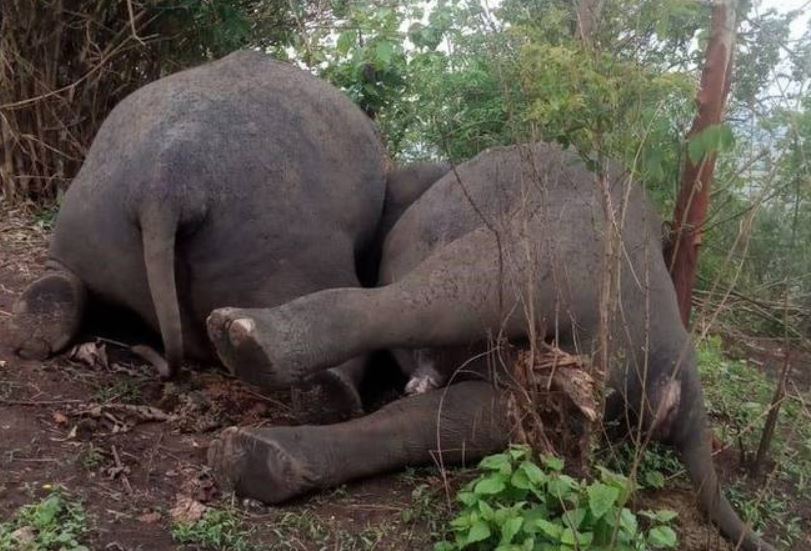 අලි 18කට මරු කැඳවූ අකුණ අලි 18කට මරු කැඳවූ අකුණ