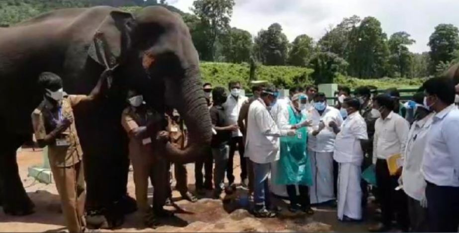 ඉන්දියාවේ අලි ඇතුන්ටත්  PCR