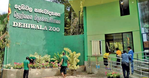 දෙහිවල සත්වෝද්‍යානයේ සතුන් සිව් දෙනෙකුට කොවිඩ් බවට සැක