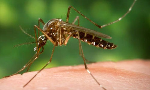 ඩෙංගු යළි හිස ඔසවන ලකුණු