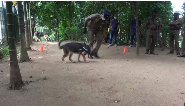 මදුරු කීටයන් හඳුනා ගැනීමට ‘පොලිස් සුනඛයන්’ පුහුණුවන අයුරු (PHOTOS)